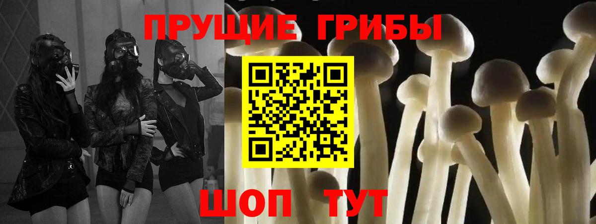 Псилоцибиновые грибы Psilocybe Мурино